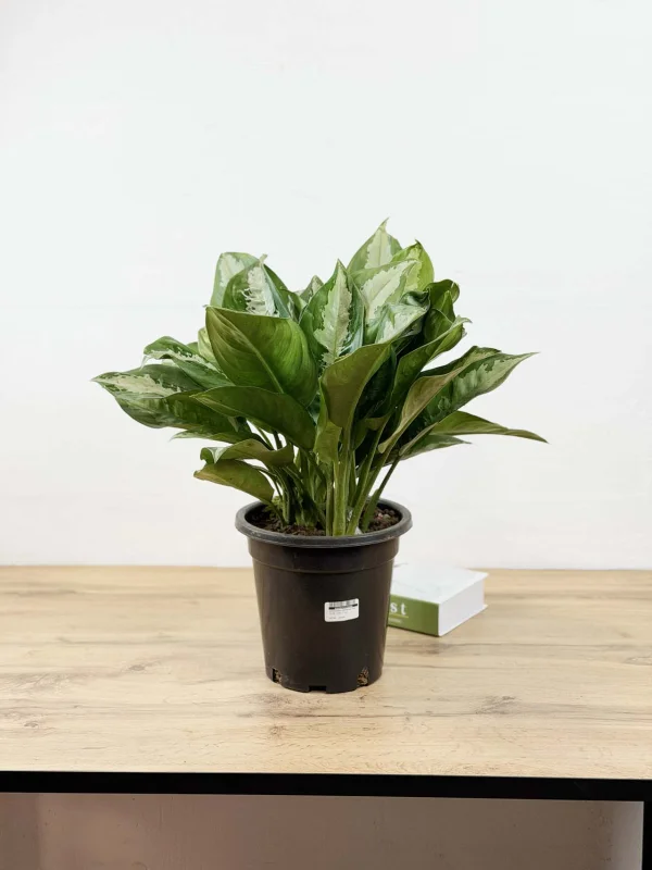 agloanema-daimod-bei-23-55-1