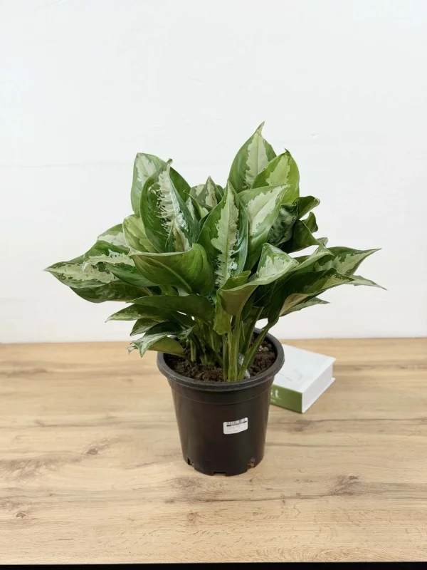 agloanema-daimod-bei-23-55-2