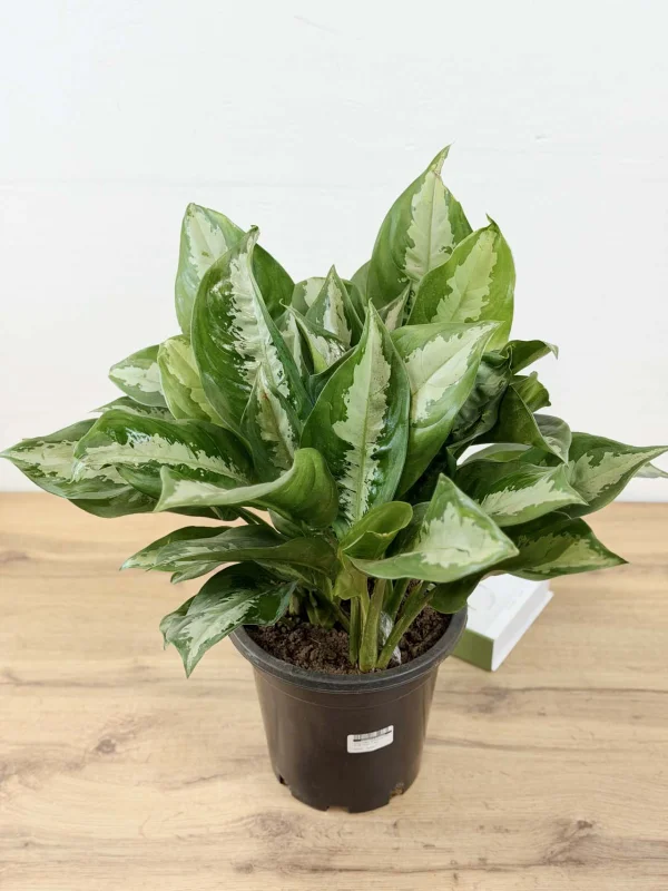 agloanema-daimod-bei-23-55-3