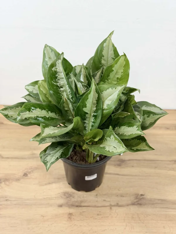 agloanema-daimod-bei-23-55-4