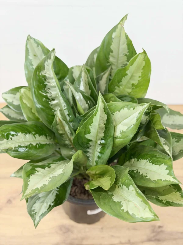 agloanema-daimod-bei-23-55-5