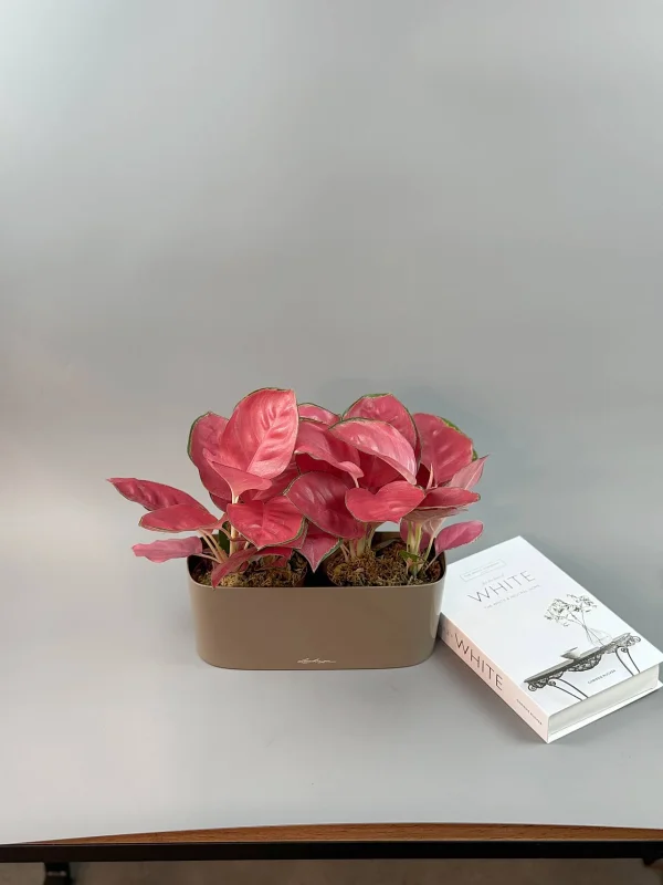 aglaonema-chayna-red-kompozitsiya-1