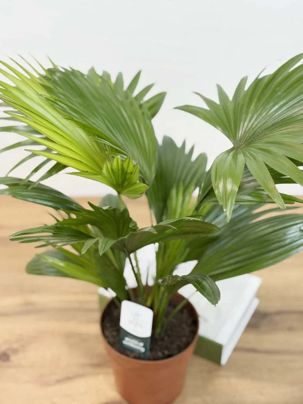 livestona-rotu-14-40-5