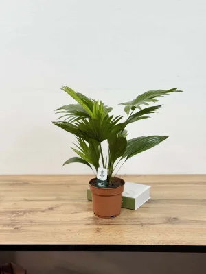 Ливистона D14