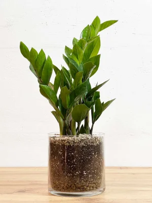 Замиокулькас D14 в стеклянном