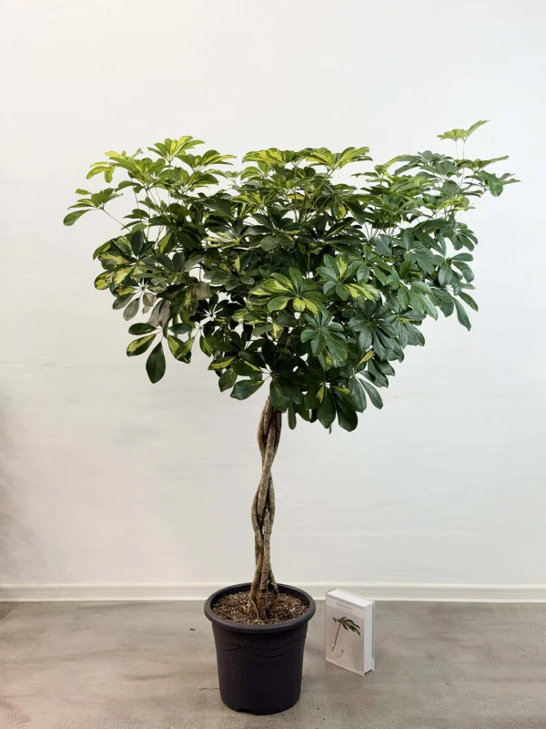 sheflera-gold-kap-32-150-2