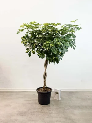 Шефлера голд капелла D32 H150