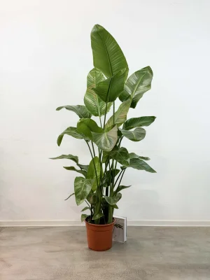 Стрелиция Николая D27 H150