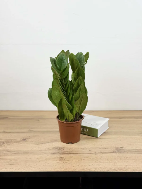 zamiakulkas-piramida-15-40-1