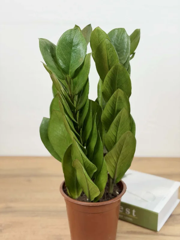 zamiakulkas-piramida-15-40-3