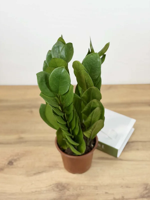 zamiakulkas-piramida-15-40-4