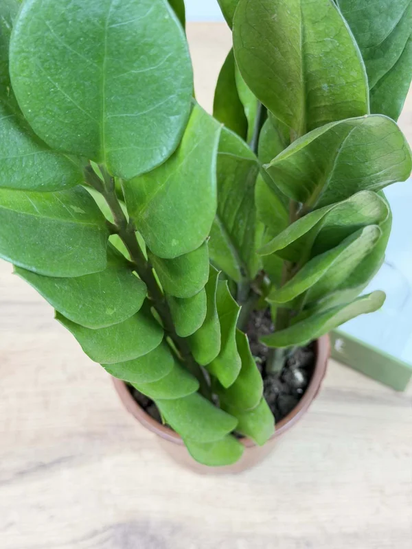 zamiakulkas-piramida-15-40-6