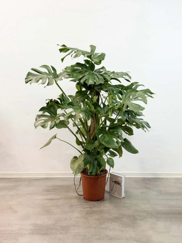 monstera-deliciosa-27-150-1