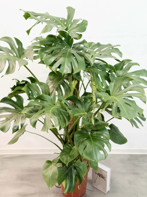 monstera-deliciosa-27-150-3