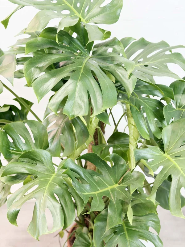 monstera-deliciosa-27-150-4