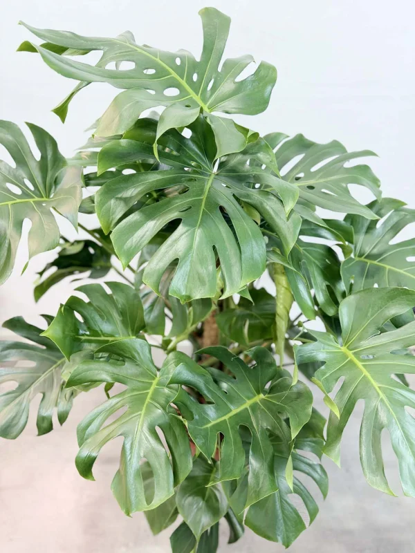 monstera-deliciosa-27-150-6