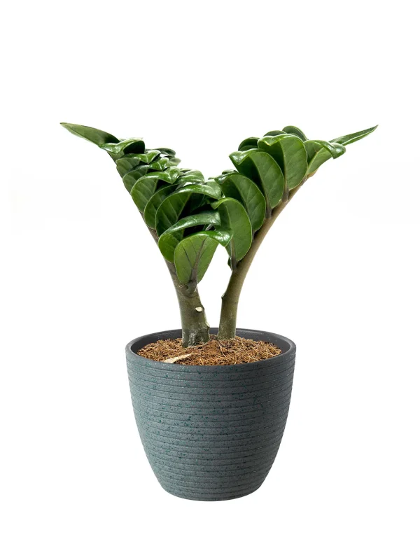 zenzi-d9-v-ikea-skakig-d10-cern