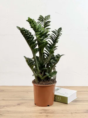 Замиокулькас Зензи 55 см (горшок Ø17 см)