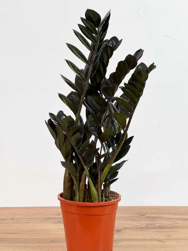 zamiakulkas-raven-17-65-2