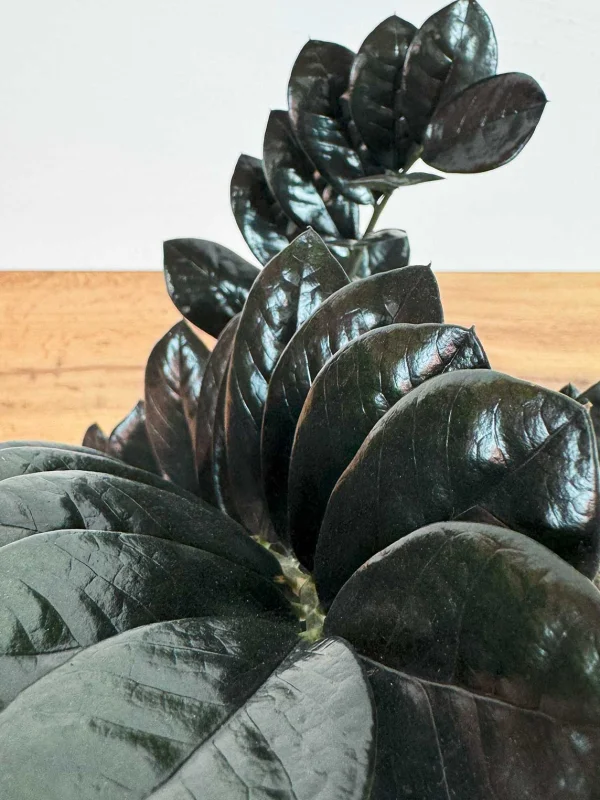 zamiakulkas-raven-17-65-3