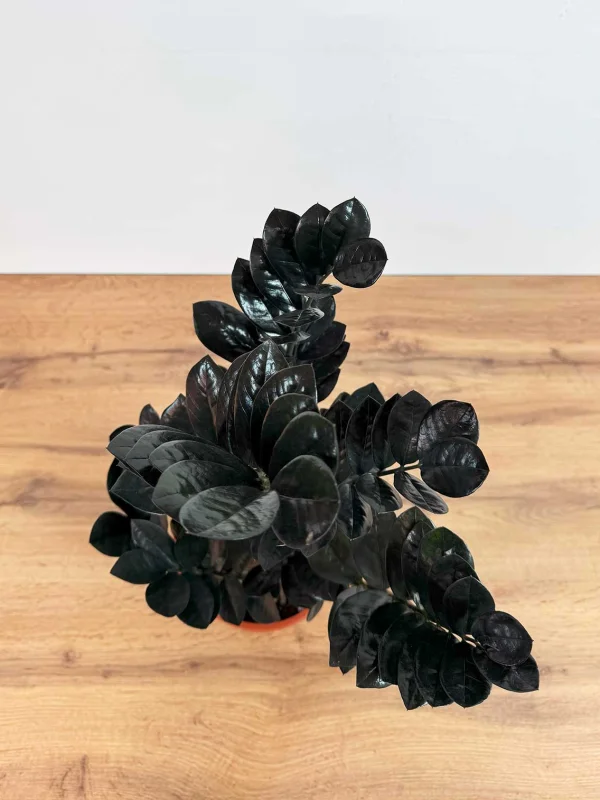 zamiakulkas-raven-17-65-4