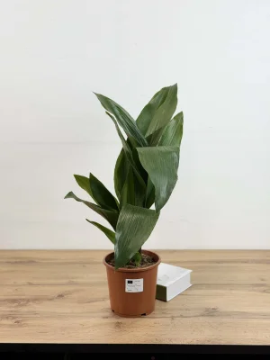 Аспидистра D17 H70