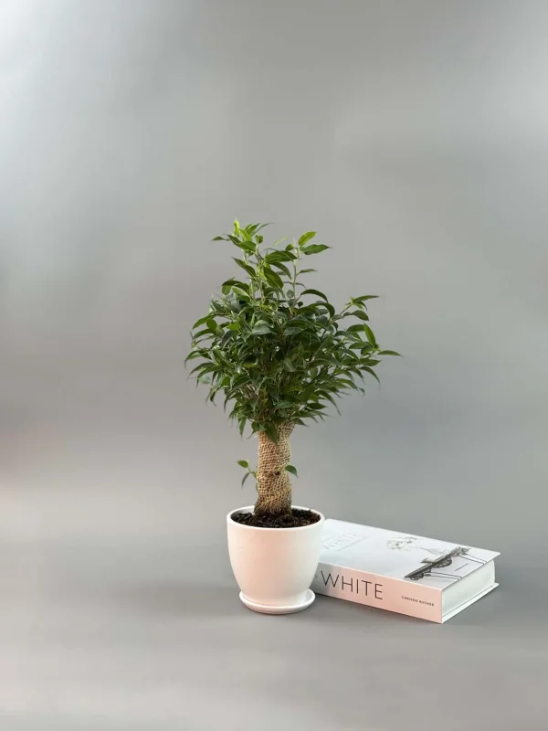 bendjamina-natasha-v-belom-12-35-1