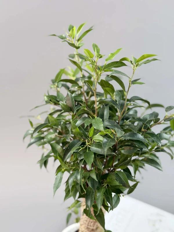 bendjamina-natasha-v-belom-12-35-4