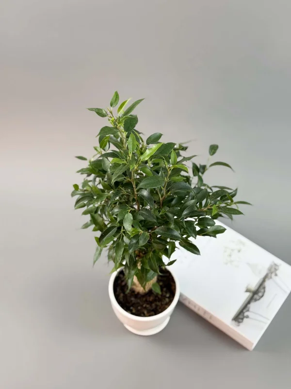 bendjamina-natasha-v-belom-12-35-5