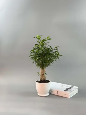 Фикус Бенджамина Наташа