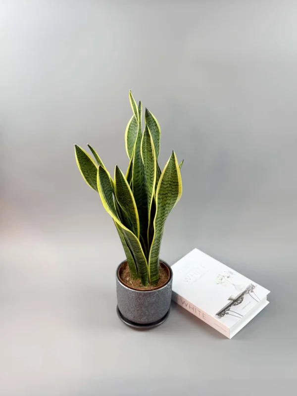 sanseveriya-laurenti-15-50-2