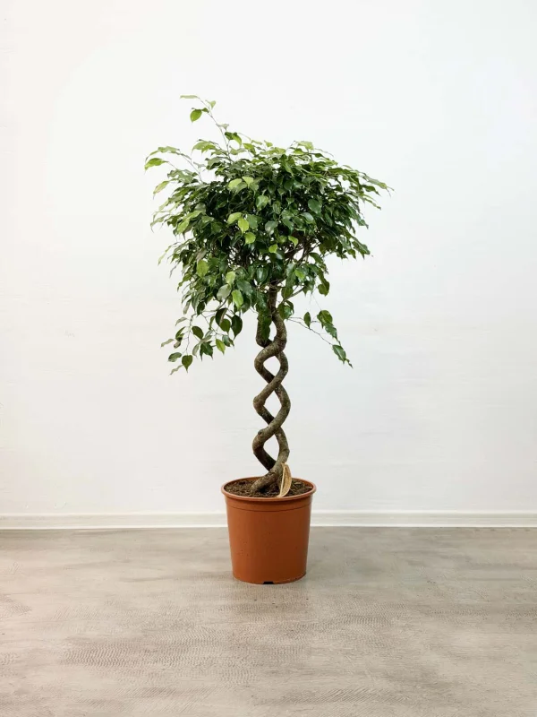 benja-ekzotic-spiral-30-140-1