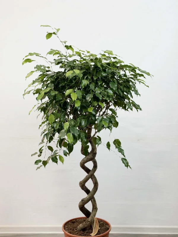 benja-ekzotic-spiral-30-140-3