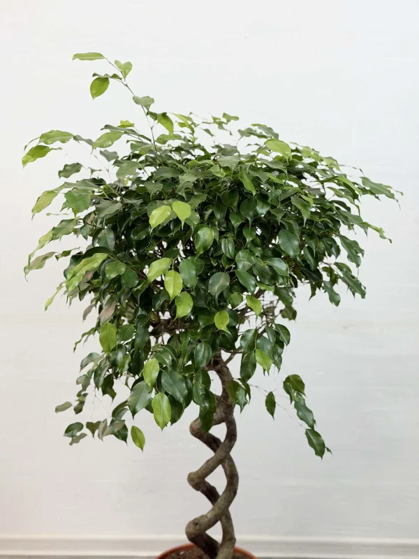 benja-ekzotic-spiral-30-140-4