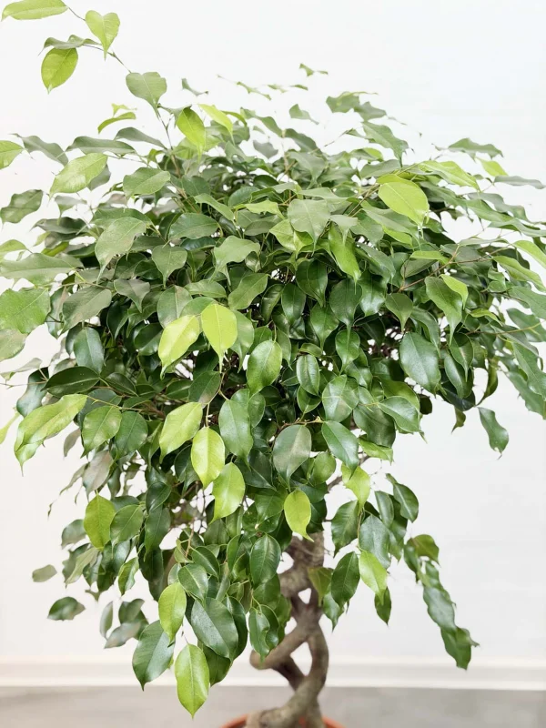 benja-ekzotic-spiral-30-140-5