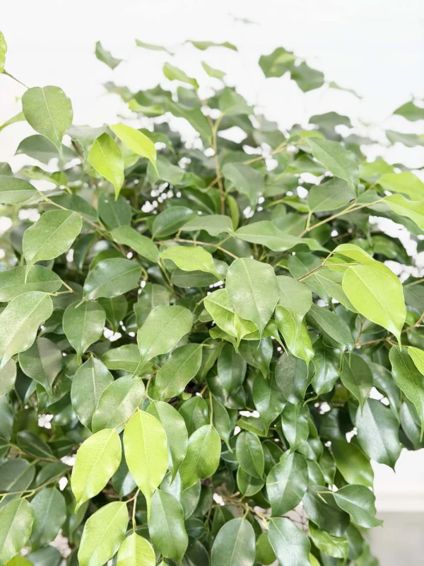 benja-ekzotic-spiral-30-140-6