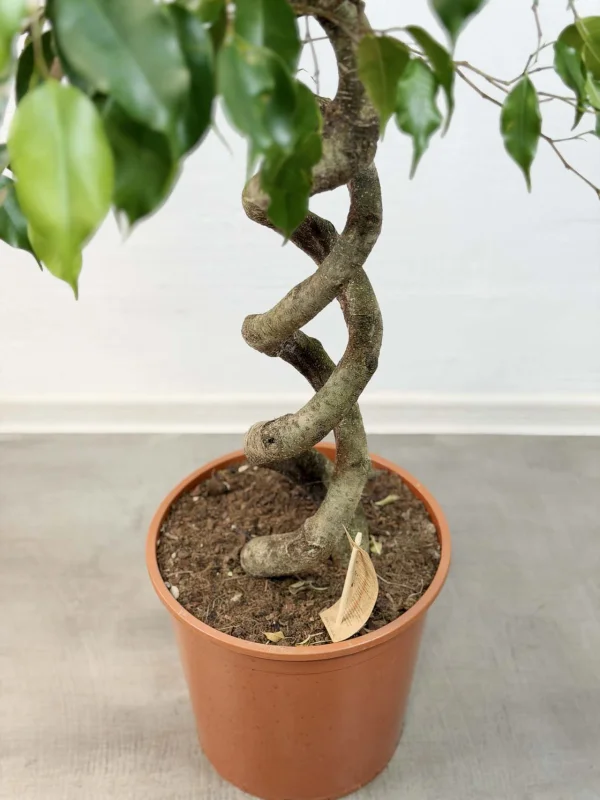 benja-ekzotic-spiral-30-140-7