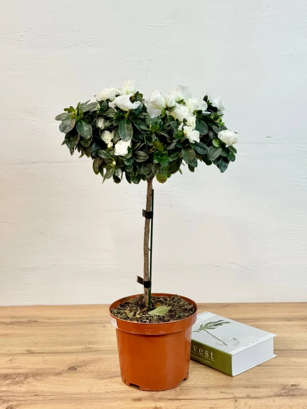 azaliya-shtamb-bely-2