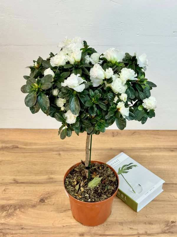 azaliya-shtamb-bely-3