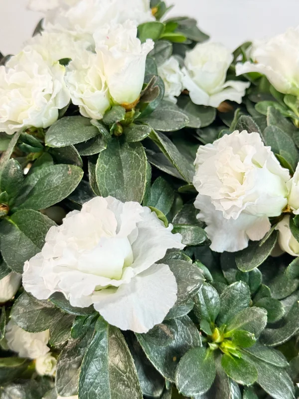 azaliya-shtamb-bely-5